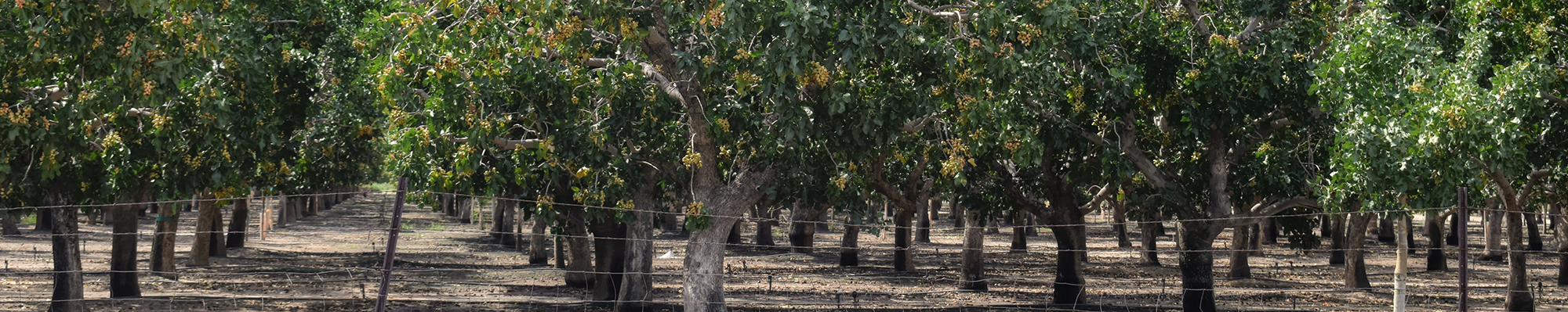 Apple orchard